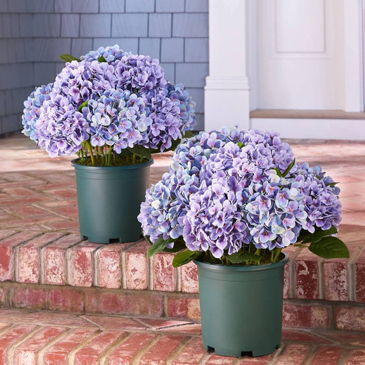 Last Day 50% OFF Artificial Outdoor Hydrangea Flowers - UV resistant, Waterproof,Windproof