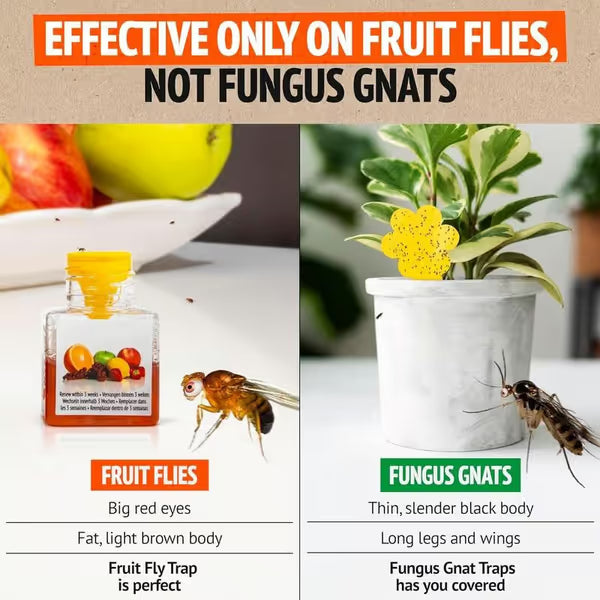 🍎Ultra-Strong Fruit Fly Trap – Easy to Use, Long-Lasting Up to 3 Weeks & Powerful Pest Control! 🚫✨