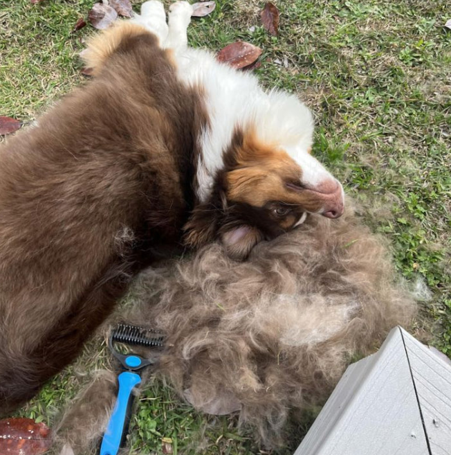 Double-sided pet comb for detangling and grooming cats and dogs; pet grooming tool