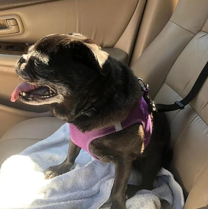 2-in-1 Dog Car Seat Belt &   Walking Leash